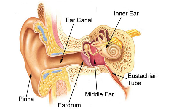 The Workings of the Inner Ear
